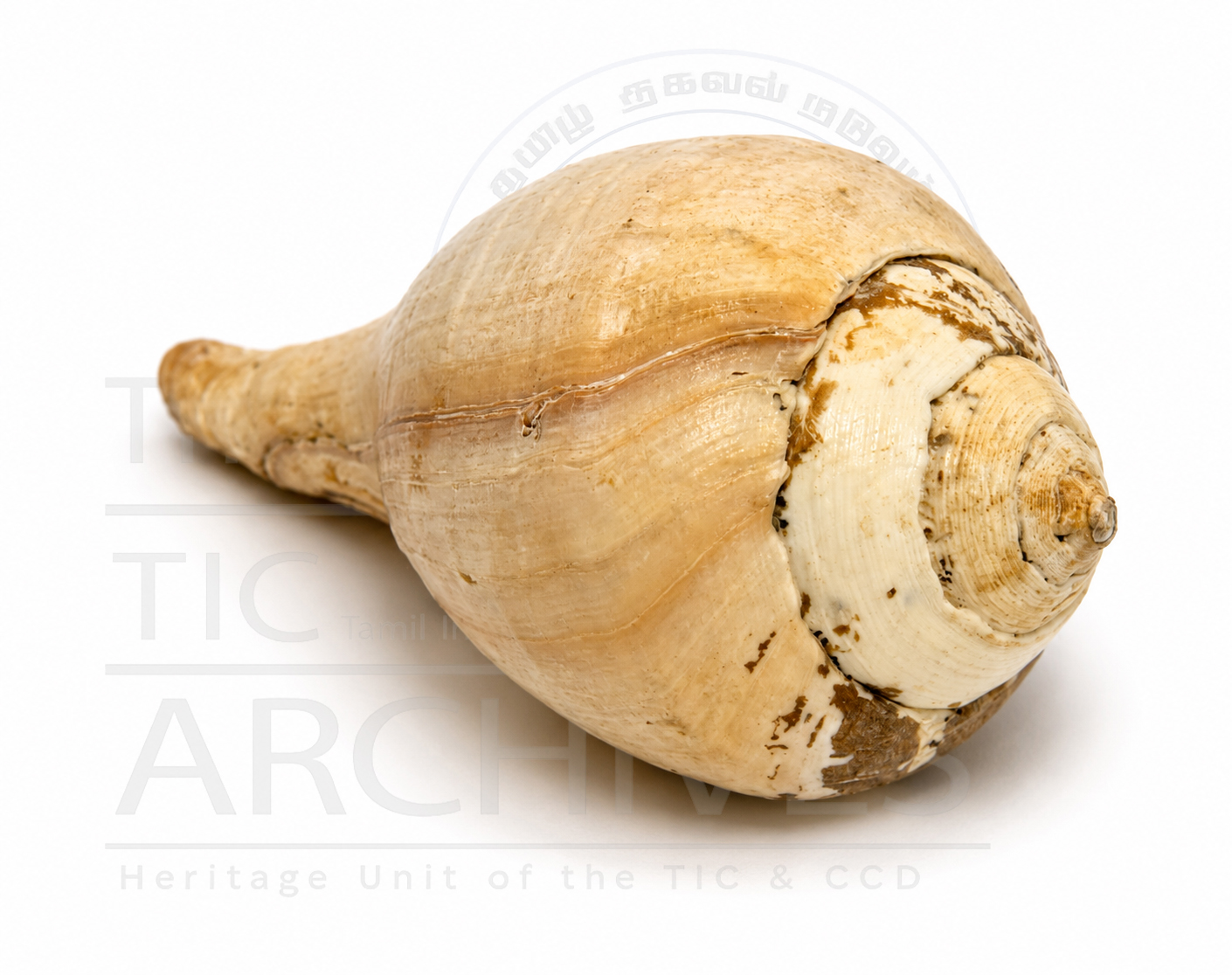 Conch Shell (சங்கு)